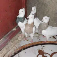طوقی
