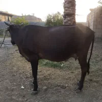 فروش گاو با گوساله نر