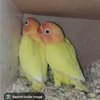 جوجه کوتوله گمشده