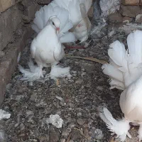 کفتر چتری کاکلی..پرپا..چند مدل