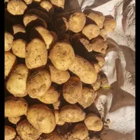 سیب زمینی درجه۱ با کیفیت