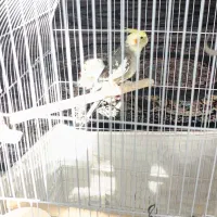 عروس هلندی سخنگو|پرنده|بومهن, |دیوار