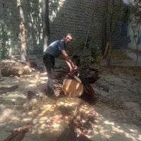 خرید ضایعات چوب،درخت،هرس کاری کادر حرفه ای در منزل|خدمات باغبانی و درختکاری|تهران, پاسداران|دیوار