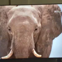 تلویزیون سام ۵۵ ال ای دی هوشمند به قیمت مناسب