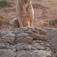 سگ اصیل نمونه