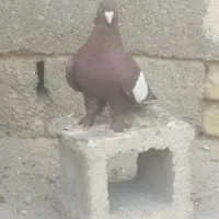 کفتر سرک