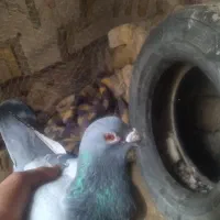 کفتر|پرنده|فیروزآباد (فارس), |دیوار