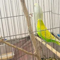 پرنده|پرنده|ایذه, |دیوار