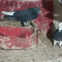 کفتر یا کبوتر باخت خورده گم شده