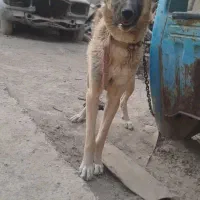 سگ ماده