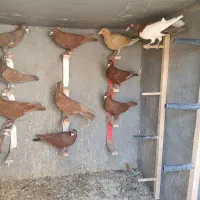 بیله گلی|پرنده|کشکوئیه, |دیوار