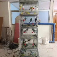 کواکر راهب گرین تعداد|پرنده|اصفهان, عطار نیشابوری|دیوار