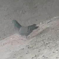 کفتر سبز