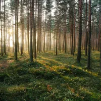 هرس وخرید انواع درخت و چوب|خدمات باغبانی و درختکاری|گلبهار, شهر جدید گلبهار|دیوار