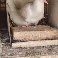 جفت جوجه کبوتر طوقی ابری فروشی میبد اشکذر