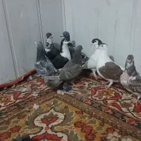 کفتر ساده .جوجه کرباتی . سبز آلمانی . سیاه پاک|پرنده|مشهد, رضاییه|دیوار