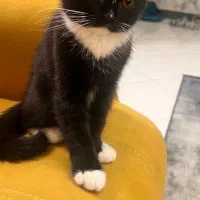 بچه گربه ۳ماهه اسکاتیش