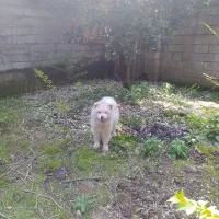 سگ نژاد دار