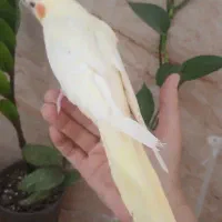 عروس هلندی نر بالغ مست آماده|پرنده|کاشان, لتحر|دیوار