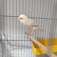 قناری ماده موزایکی درشت کشیده