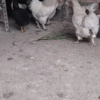 خروس برهما