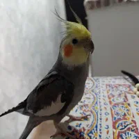 عروس هلندی نر سخنگو|پرنده|تهران, هفده شهریور|دیوار