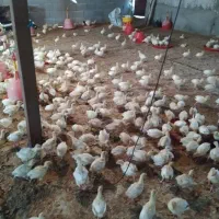 بوقلمون بیوتی ۱۵ روزه واکسیناسیون شده