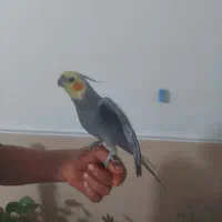 عروس هلندی نر بالغ سخنگو ۲۵۰۰