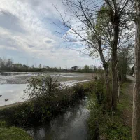 فروش دو قطعه شالیزار سنتی نزدیک هم بر آسفالت