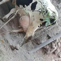 گاو و گوساله