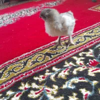 ۱۲ تا جوجه سر حال|حیوانات مزرعه|هادی شهر, |دیوار