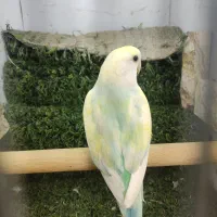 طوطی برزیلی رزیکولیس نر هفت رنگ پاستیلی خاص