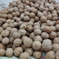 گردو پوست کاغذی