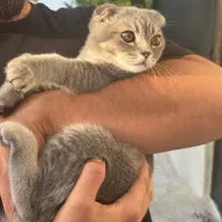 بچه گربه اسکاتیش