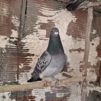 سبز کبوتر|حیوانات|بجنورد, |دیوار