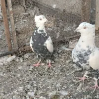 ۴۵ عدد هوایی