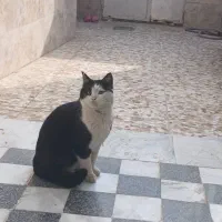 گربه نر|گربه|عسگران, |دیوار