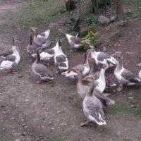 فروش بوقلمون وقاز محلی