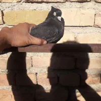 کبوتر