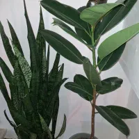 گل و گیاه|گل و گیاه طبیعی|املش, |دیوار