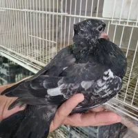 جوجه کفتر پیش خرید کنید بمجرد دان خور شدن ببرید