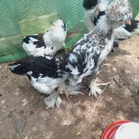 مرغ خروس سلطان