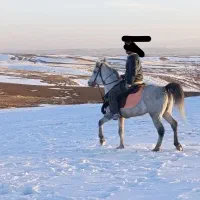 اسب دره‌شوری