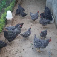 خروس آمروک نیمچه