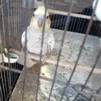 عروس هلندی