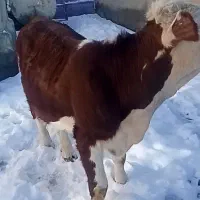 ننگون|حیوانات مزرعه|لاجان, |دیوار