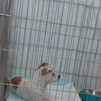 واگذاری  رایگان سگ جک راسل|سگ|اقلید, |دیوار