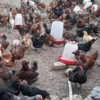 فروش مرغ رسمی گلپایگان