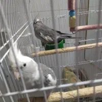 عروس هلندی جفت|پرنده|مشهد, امیرآباد|دیوار