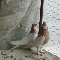 کبوتر